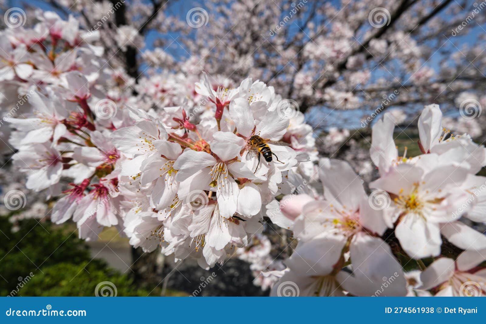 Sakura Sucking here daddy