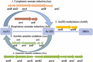 arsb anal