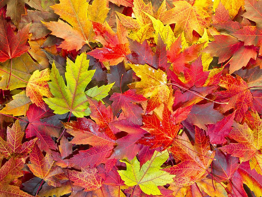 david brambley recommends colors of autumn porn pic