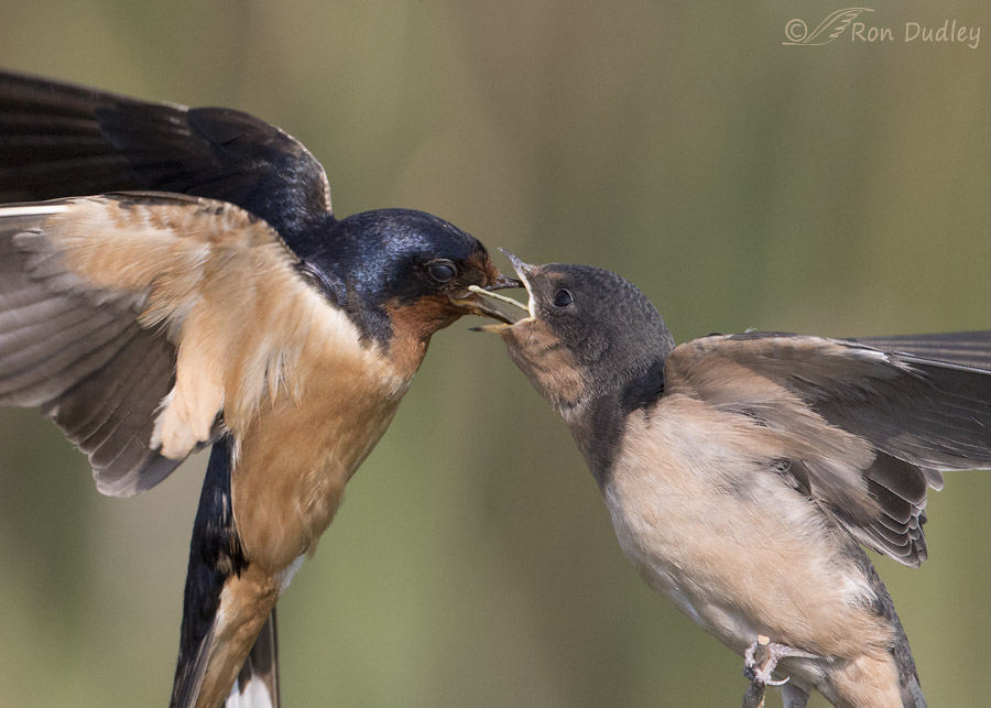 Mother In Law Swallows garenne colombes