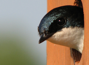 abir bhattacharya add homemade swallow photo