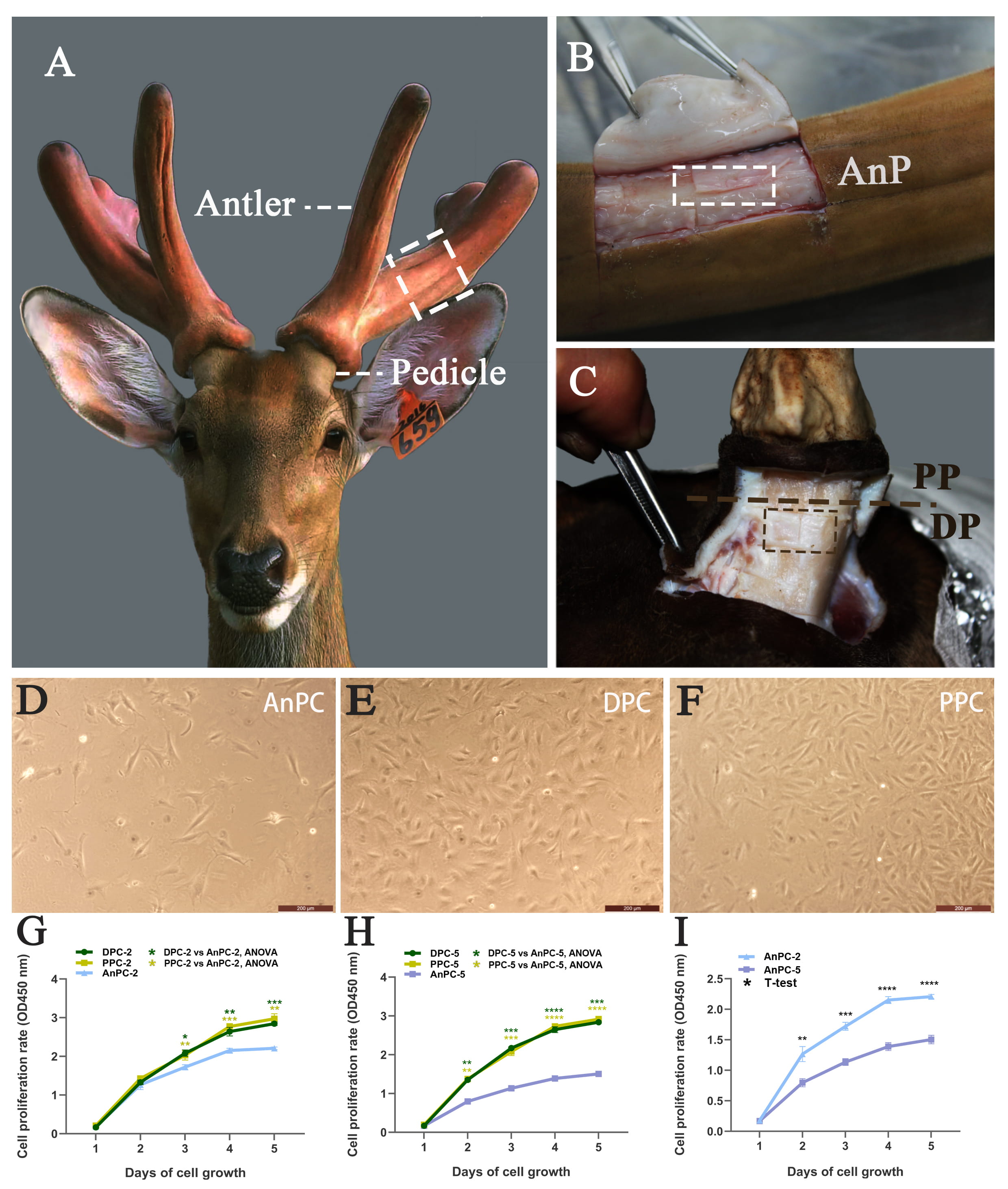 ahamed rifai add korean bj deer photo