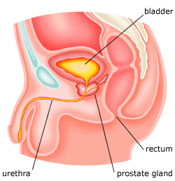 abdo walid recommends Japanese Prostate Massage