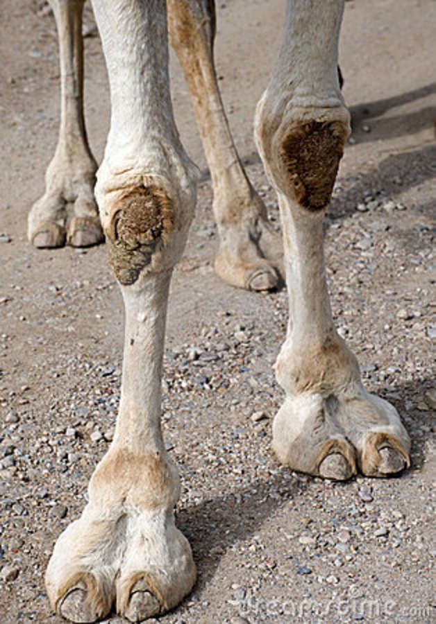 Best of Camel toe closeups