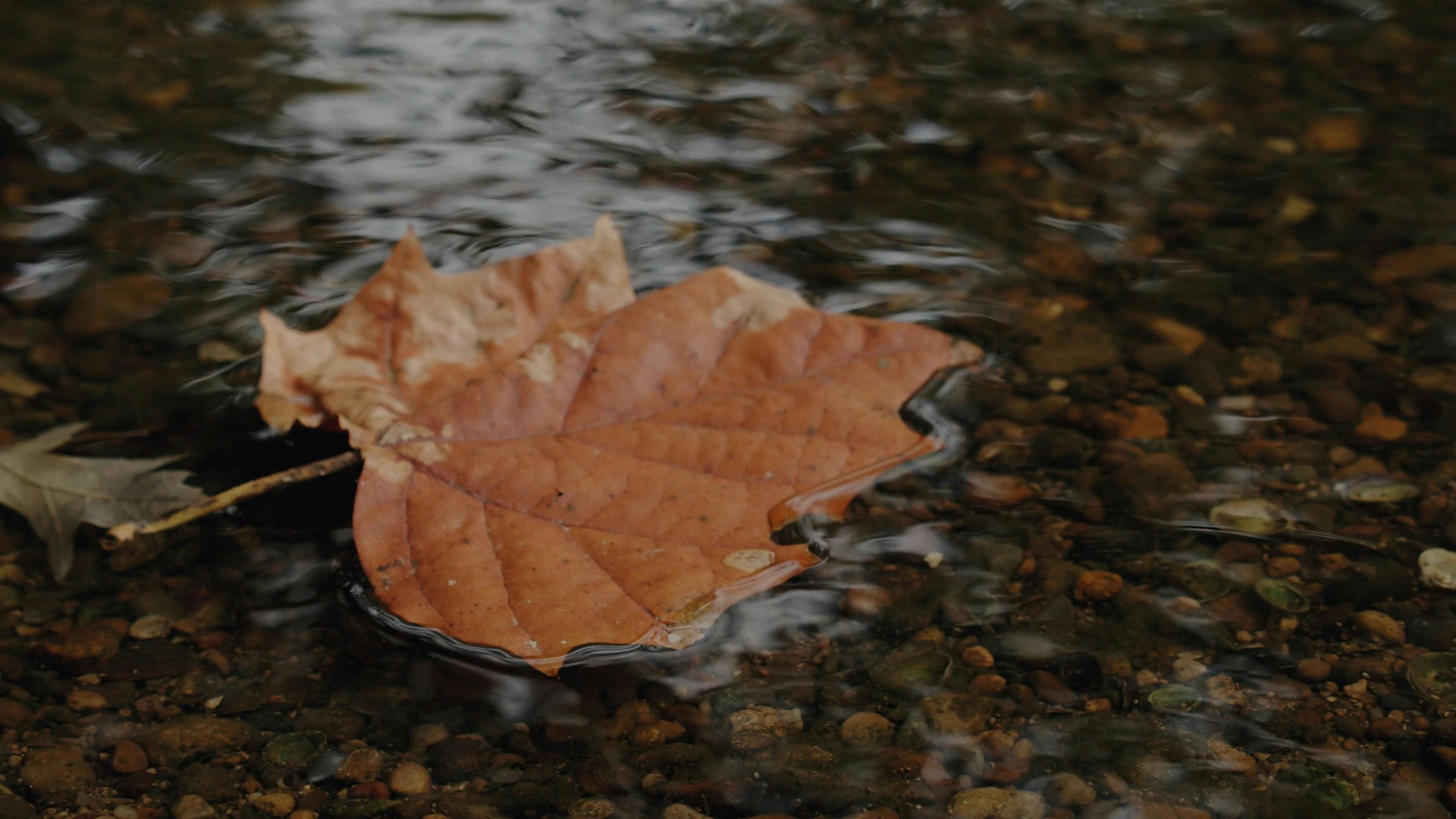 adrian schiopu recommends colors of autumn porn pic