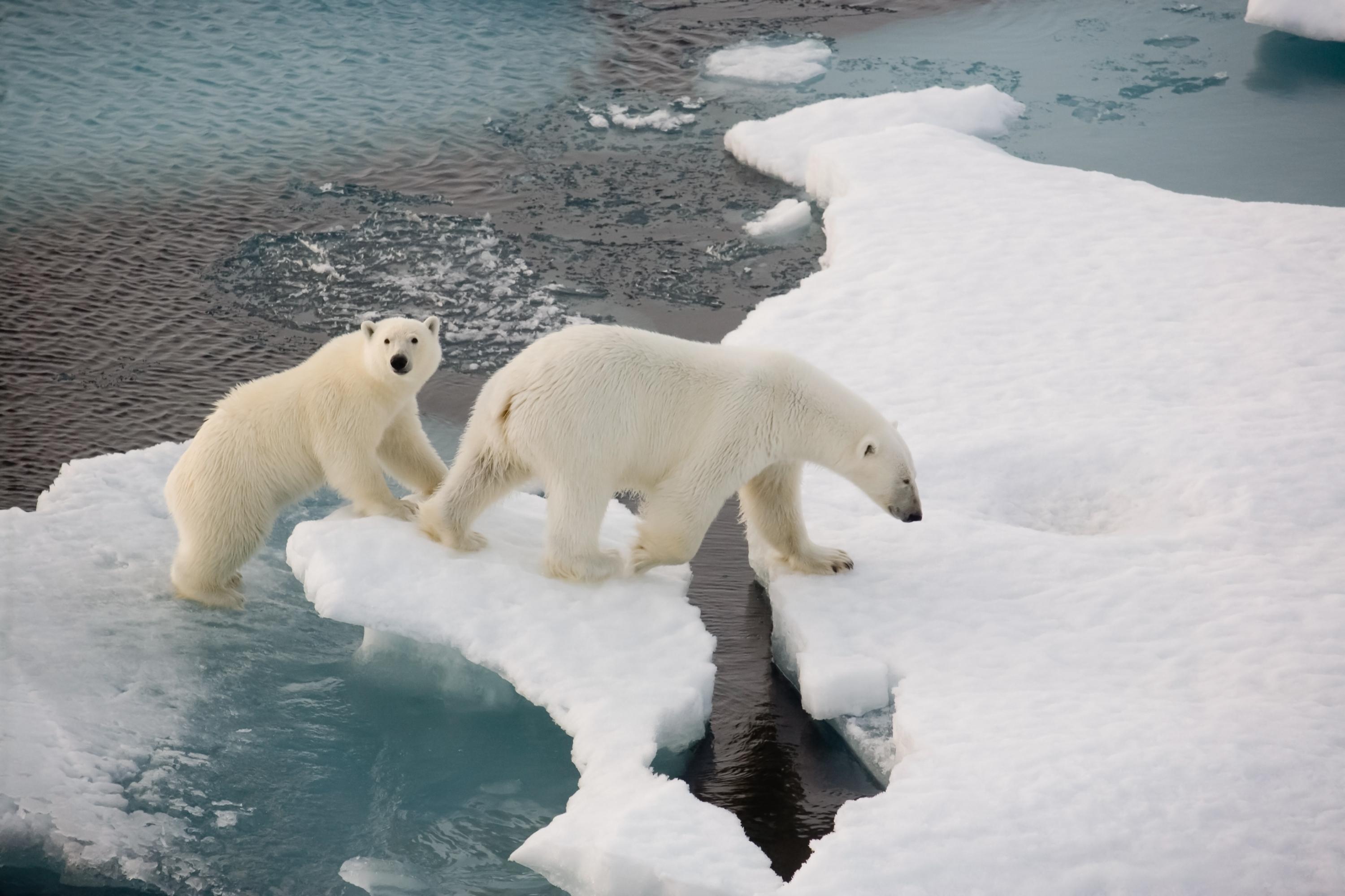 anom putra recommends Polar Bear Porn