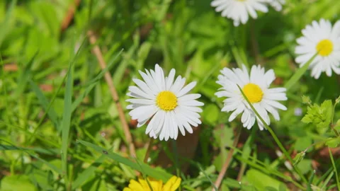 angelina beltran share daisy blooms videos photos