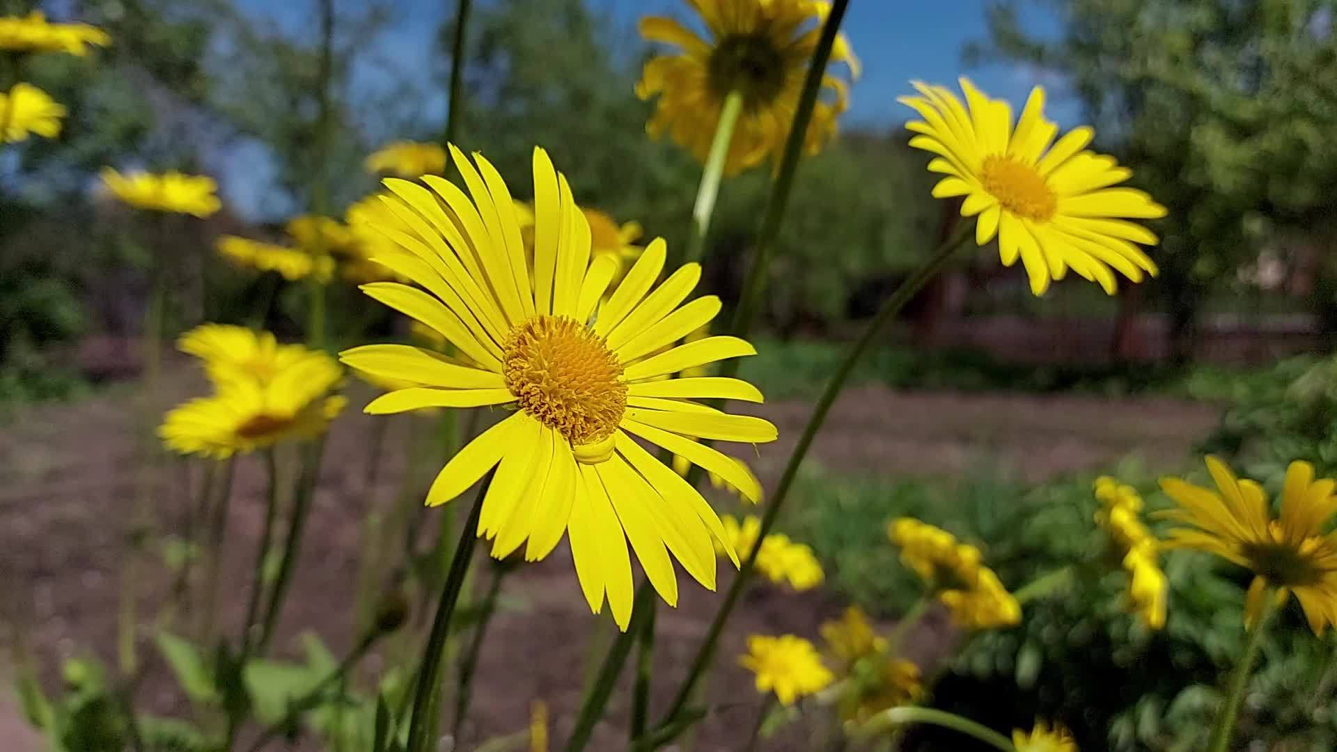 annie carolina add daisy blooms videos photo