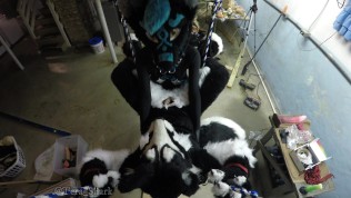 fursuit pegging