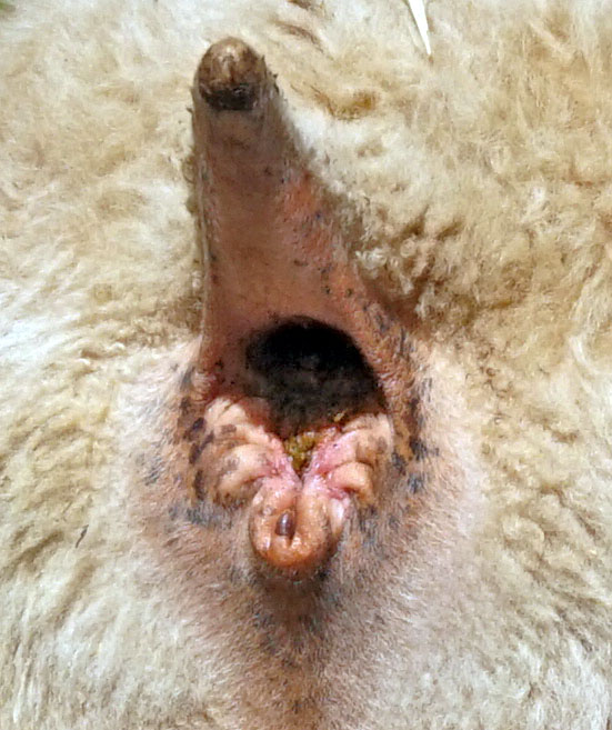 closeup anus