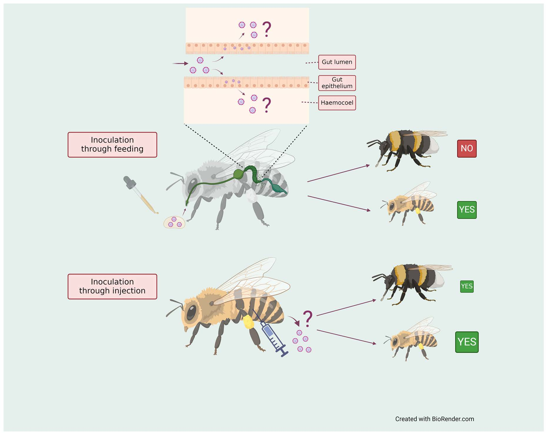 bee armitage ts