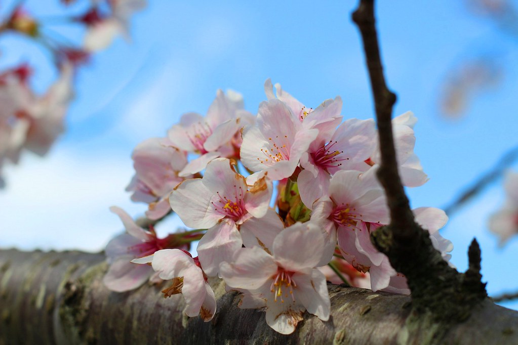 sakura kiryu