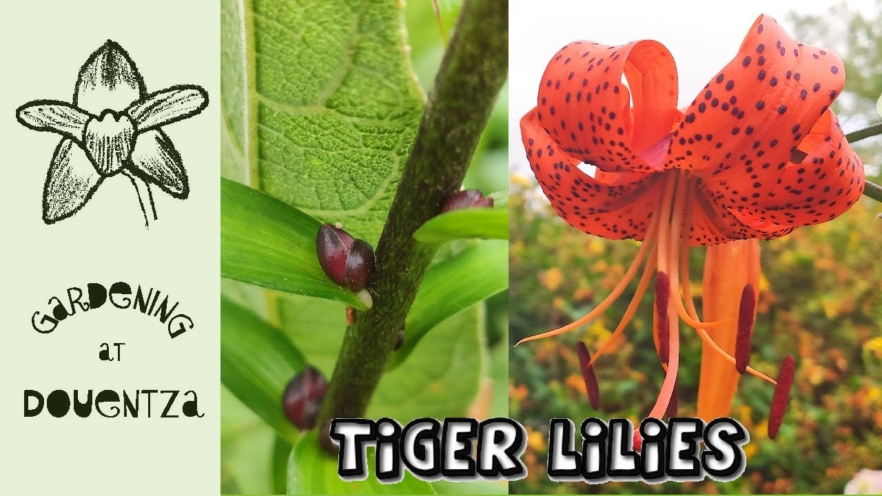 annie labrador recommends Tiger Lilly Bbc