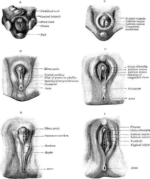 pictures of women with large clitoris