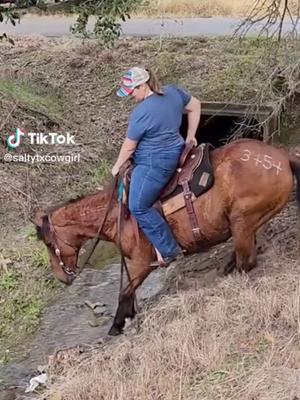 Best of Bbw riding cowgirl