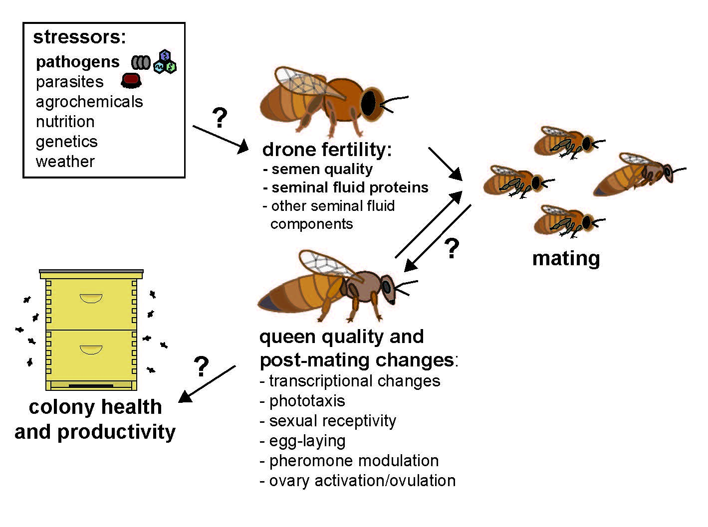 Best of Bee armitage ts