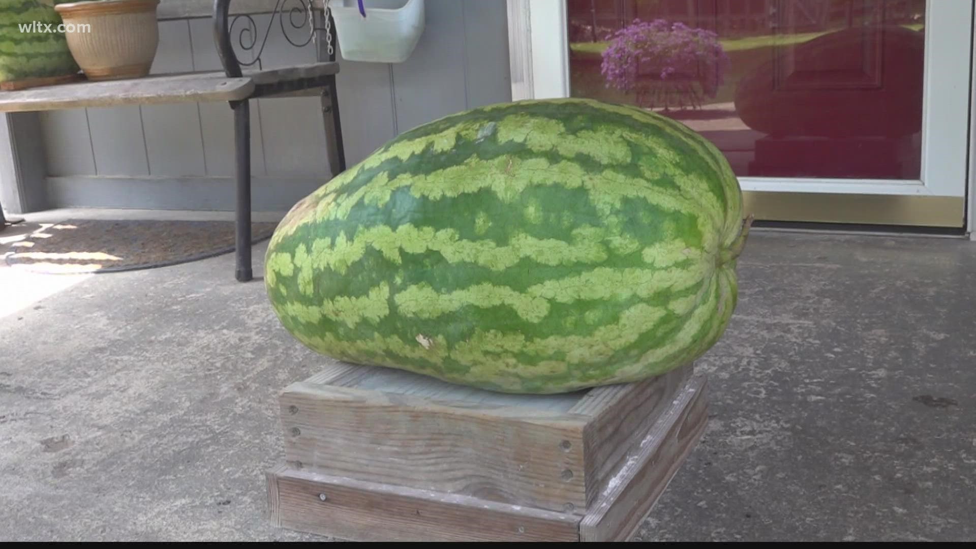 Best of Big melons videos