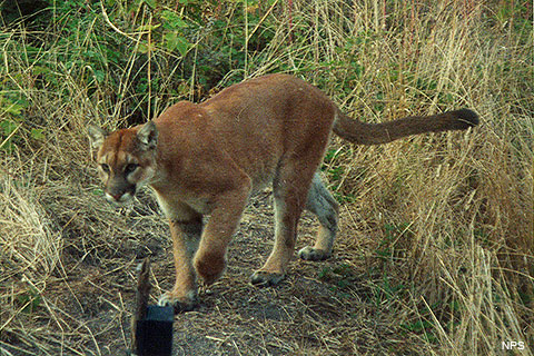 Cougar Picked Up blue films