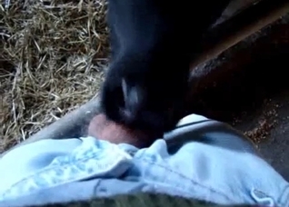 daniel rousselle add photo calf giving blow job