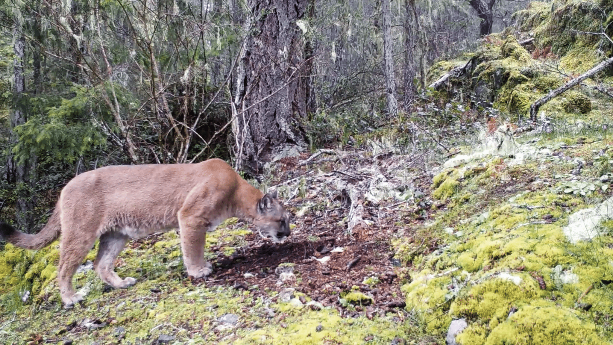 cody pressler recommends cougar hidden cam pic