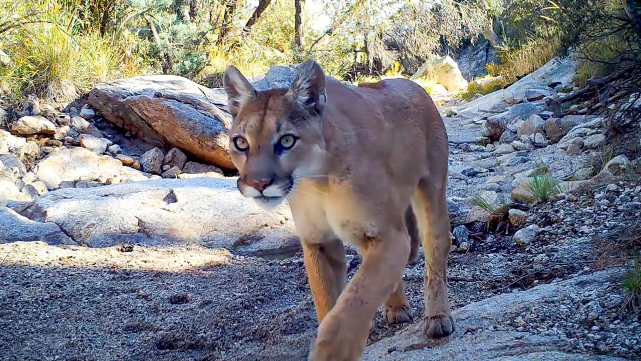 daniel davar recommends Cougar Hidden Cam