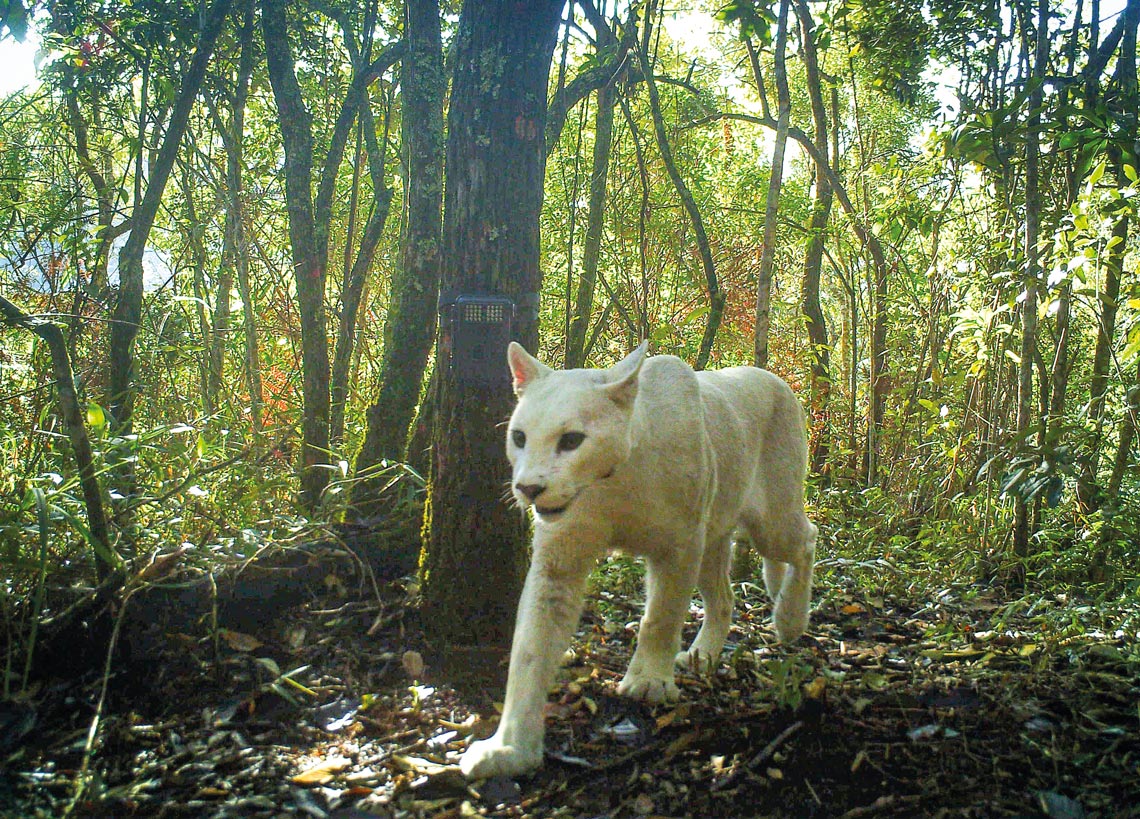 chad ramirez recommends cougar hidden cam pic