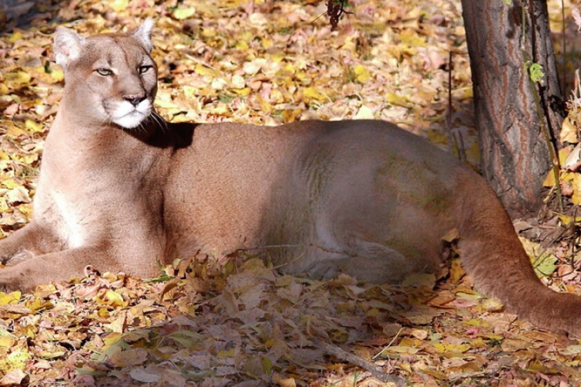 david colindres recommends cougar picked up pic