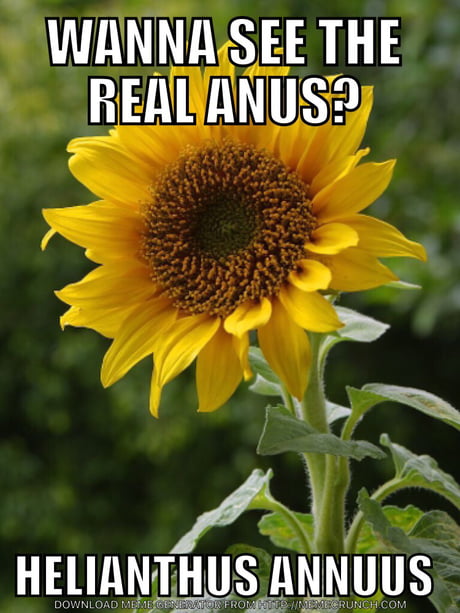 belinda blaylock recommends sunflower anal pic