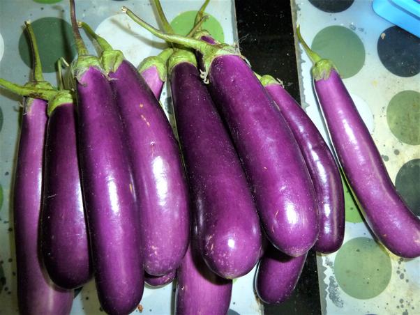 Eggplant Masterbation sorority recruitment