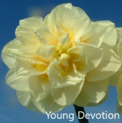 Best of Yound devotion