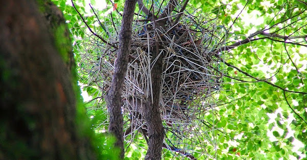 billy forsyth share huge natural hangers photos