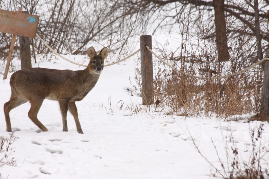 christ rai recommends korean bj deer pic