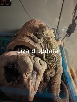 caleb winn recommends Lot Lizard Videos