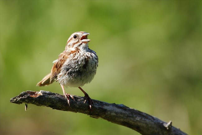 Olive Wren Porn horney women