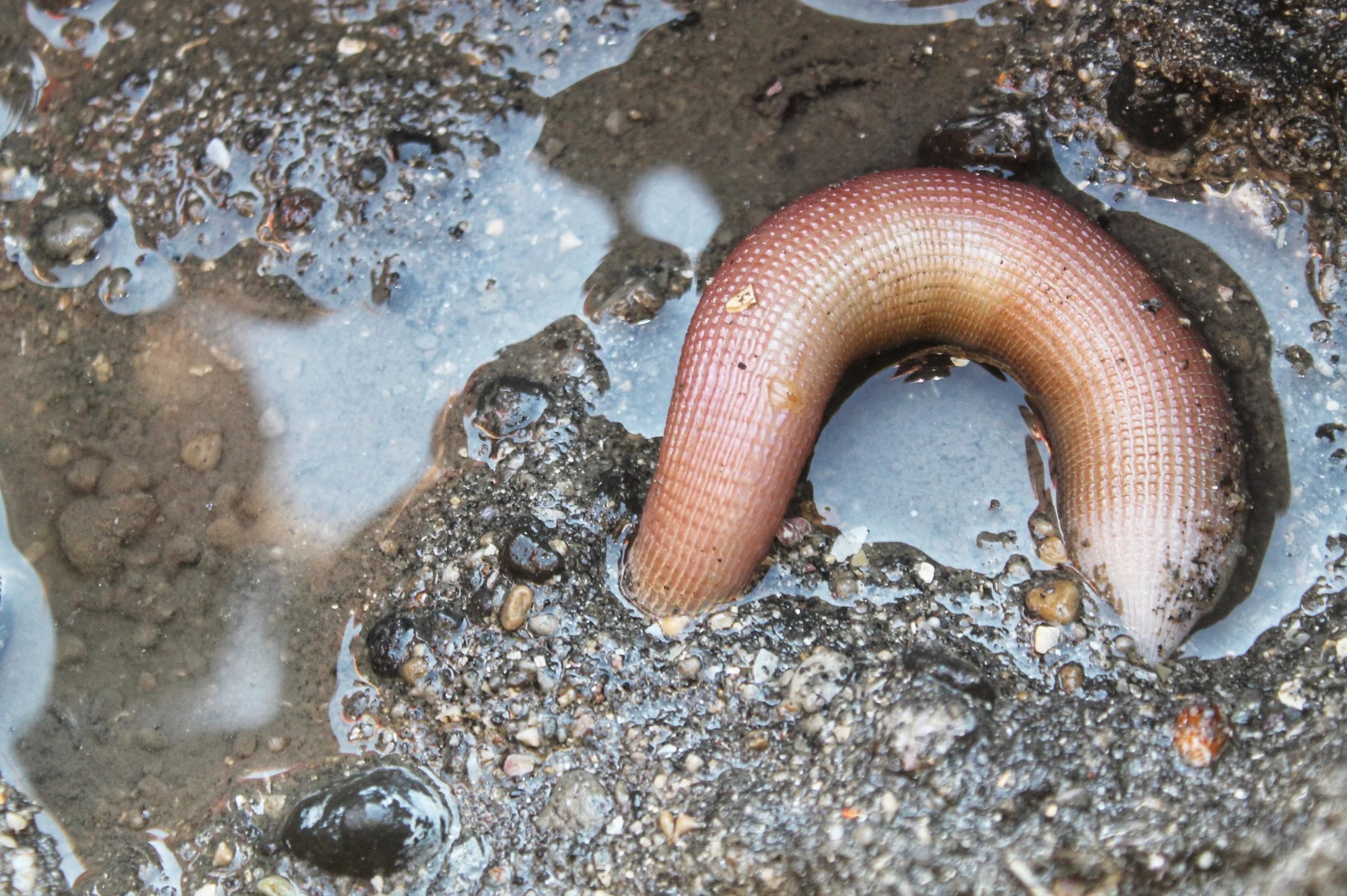 andres m gonzalez add worm in cock photo